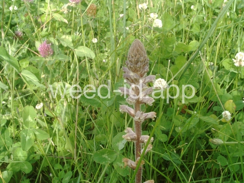broomrape, small